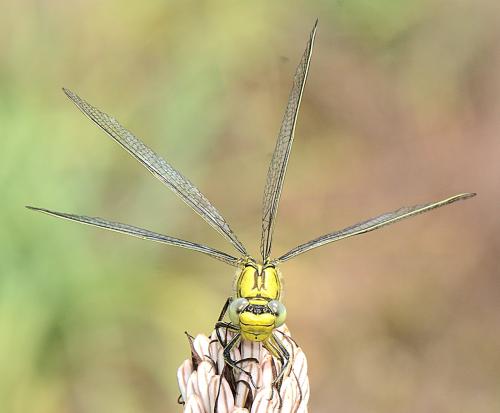 Réf. 348 736 : Gomphus pulchellus